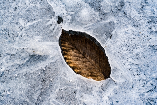 Obraz List na ledě