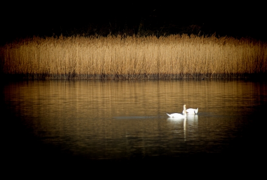 Obraz Párek labutí na rybníku s rákosím