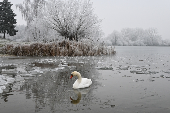 Obraz Labuť na zamrzlém jezeře